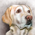 dog & pet portraits